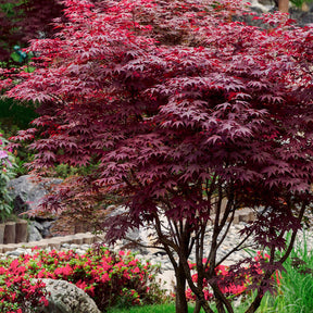 Mature Osakazuki Japanese Maple