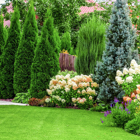Conifers in garden