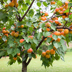 Mature apricot tree