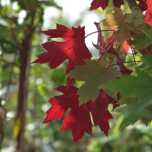 Acer x freemanii 'Autumn Blaze' Maple leaves