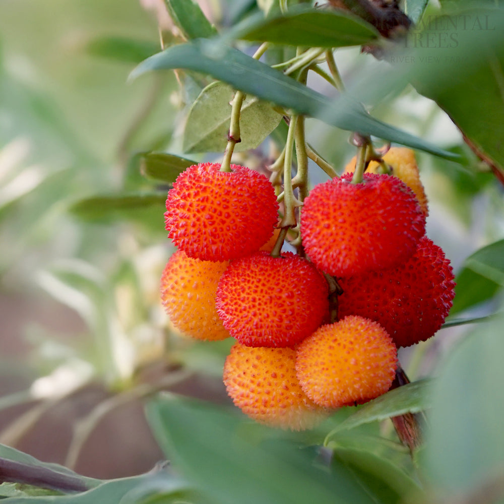 arbutus unedo strawberry tree