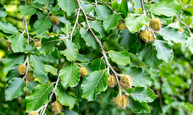 Beech Fagus banner