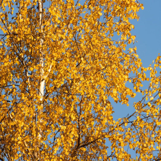 Betula pendula tree