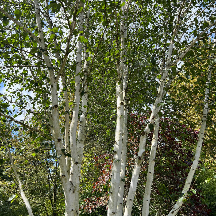 Himalayan Birch tree