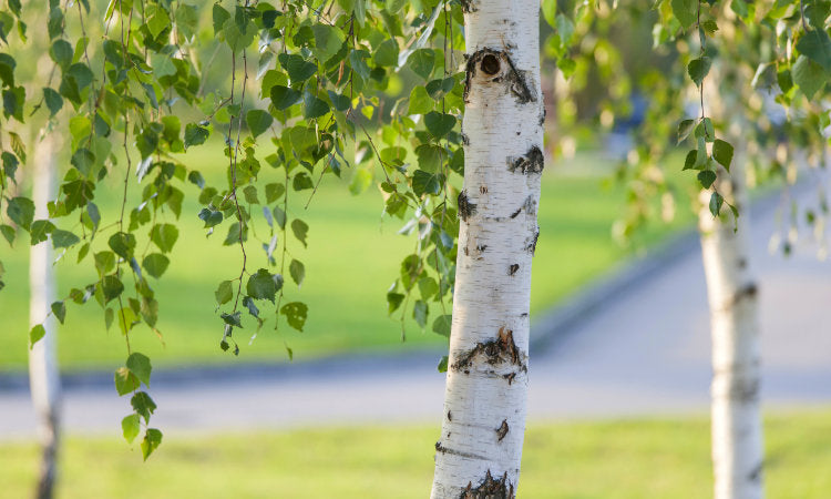 Beautiful Birch tree