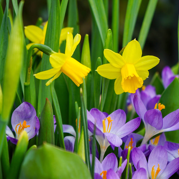 Crocus and daffodil bulbs in flower