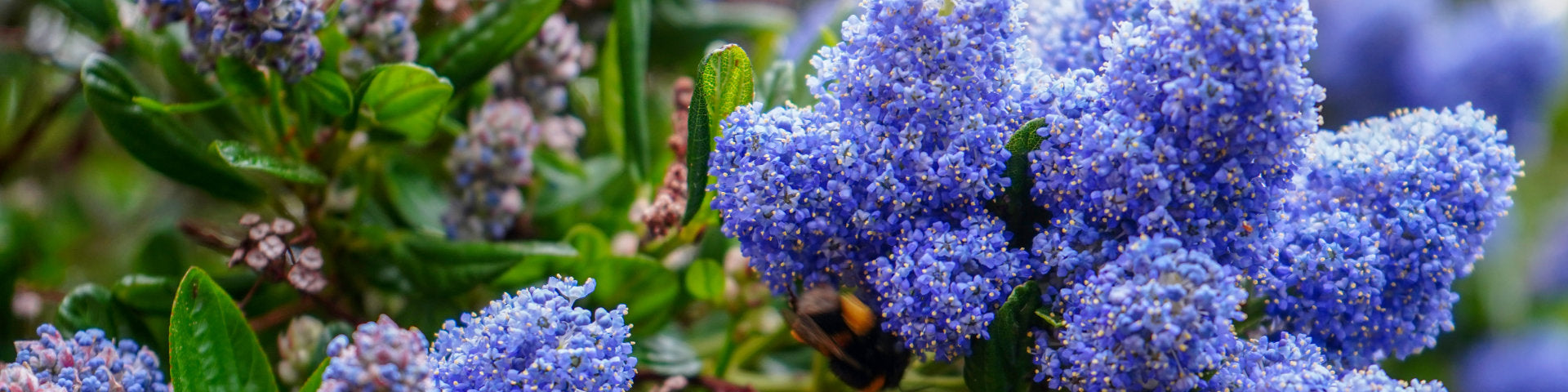 Ceanothus blue flowers