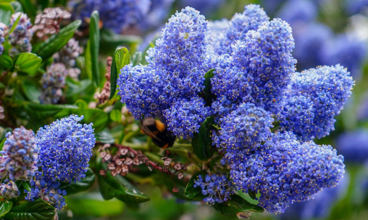 Ceanothus blue flowers