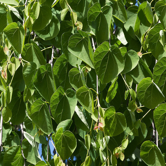 Cercidiphyllum japonicum pendulum Katsura