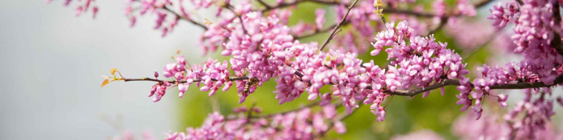 Pink flowering Cercis