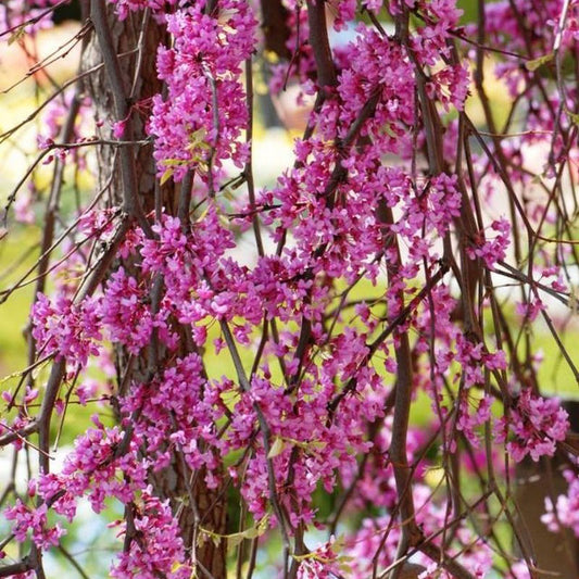 Cercis canadensis Lavender Twist tree