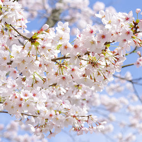 Mature cherry blossom tree against blue sky