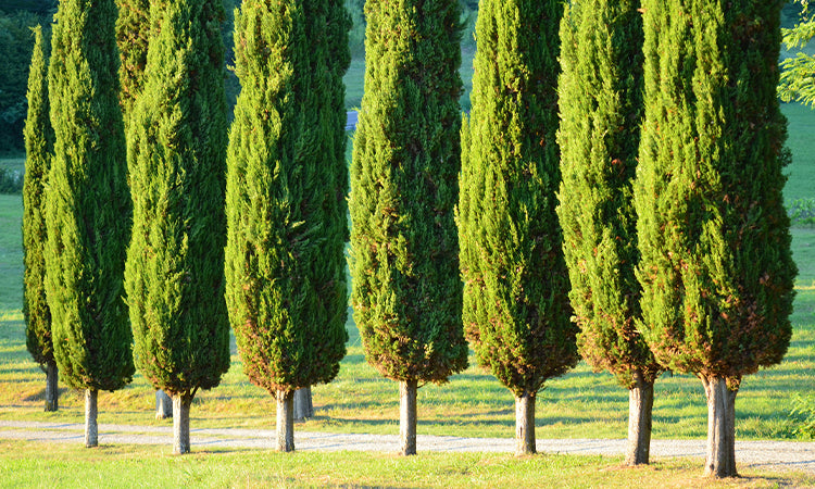 Row of Conifers