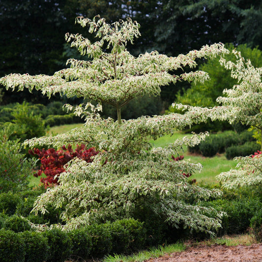 Cornus controversa 'Variegata' wedding cake tree