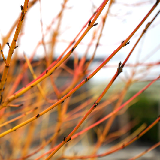 Cornus sanguinea 'Midwinter Fire' Dogwood shrub