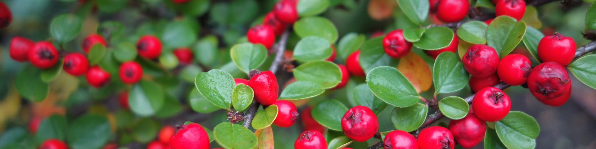 Cotoneaster banner