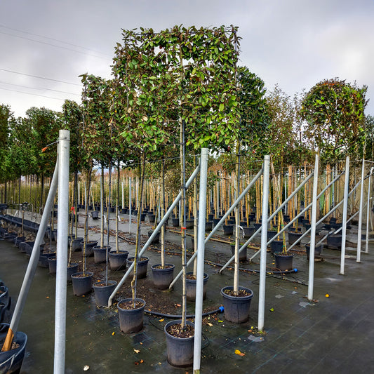 ELAEAGNUS x EBBINGEI PLEACHED TREE