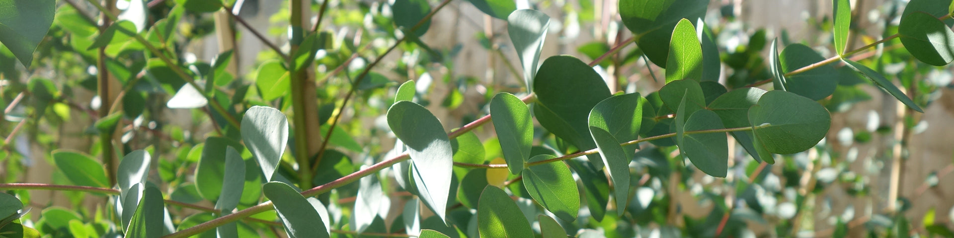 Eucalyptus banner