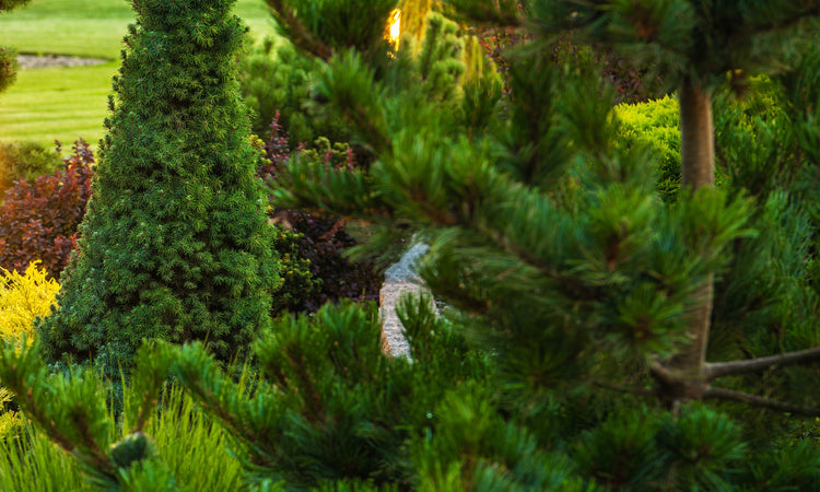 Evergreen conifers in small garden