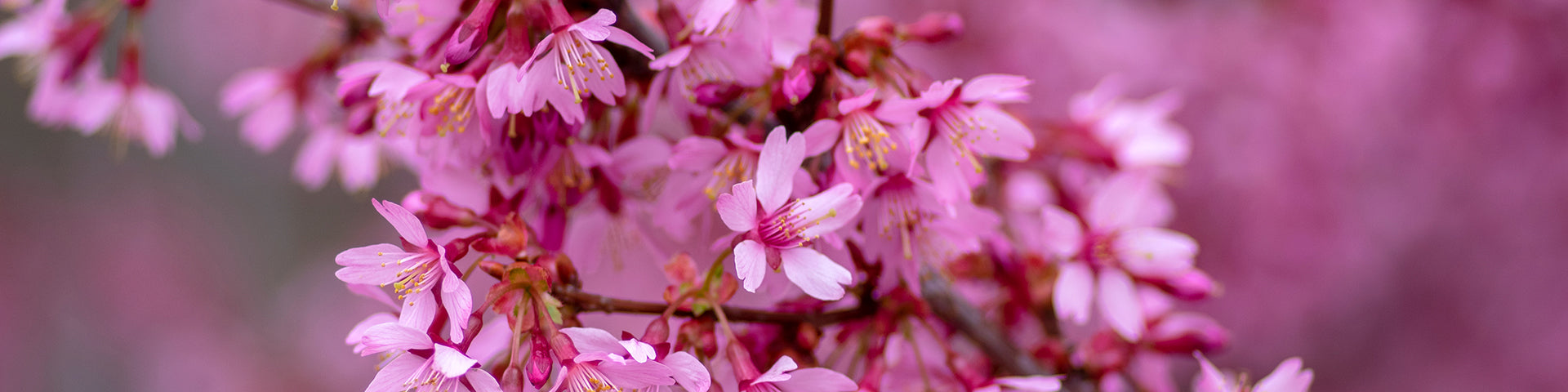 Flowering Cherry blossom tree in bloom