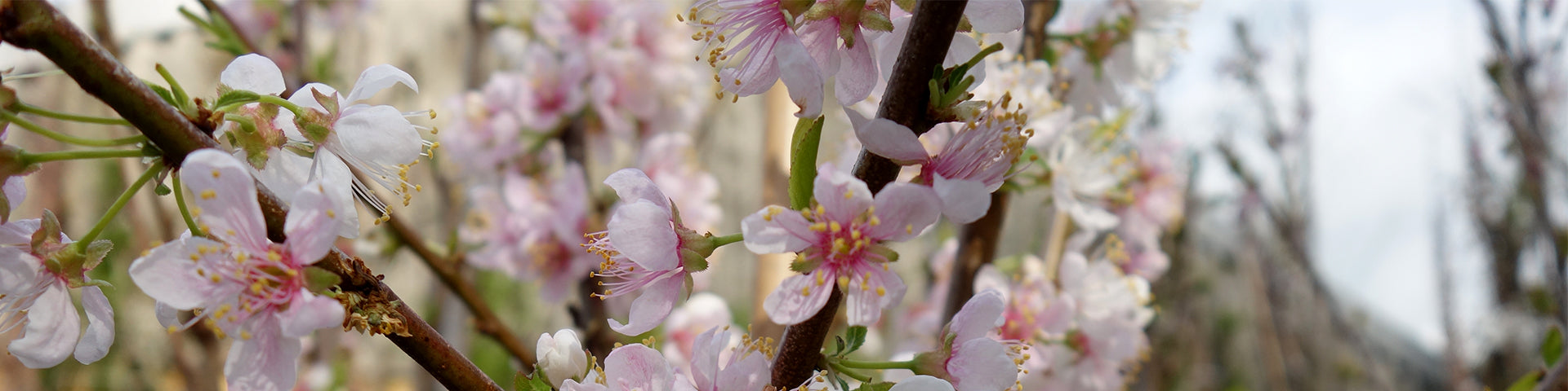 Small cherry blossom flowers