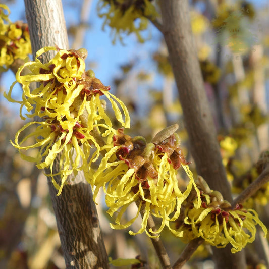 Hamamelis x intermedia 'Arnold Promise' Witch Hazel