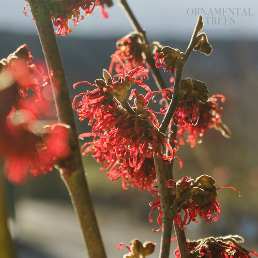 Hamamelis x intermedia 'Diane' Witch Hazel