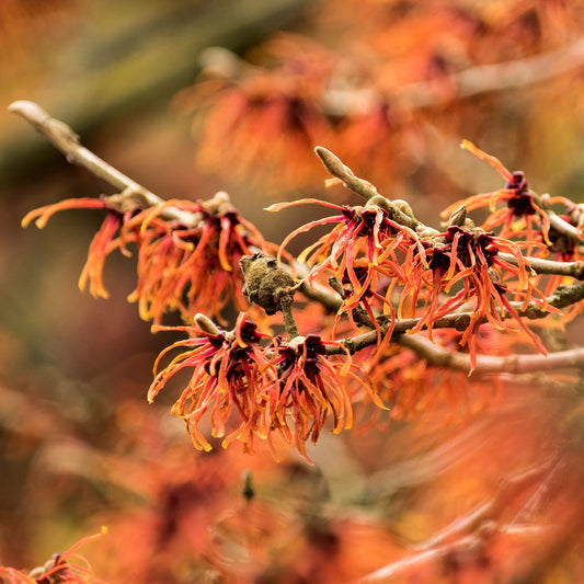 Hamamelis x intermedia 'Jelena' Witch Hazel