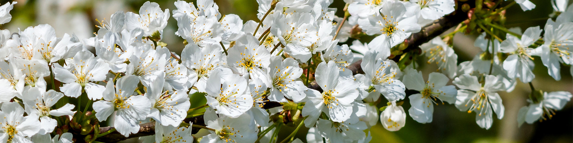 Flowering Hawthorn bannner