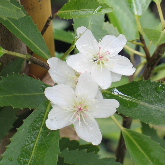 Hoheria sexstylosa 'Snow White' tree