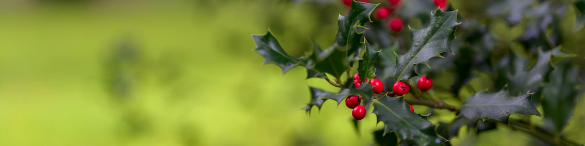 Holly tree branch with berries
