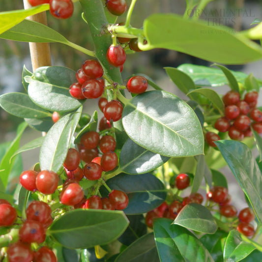 Ilex aquifolium 'J C van Tol' Holly