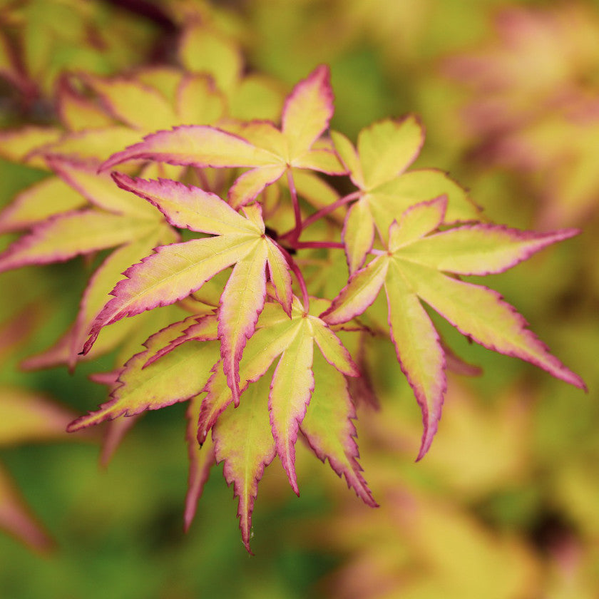 Japanese Maple