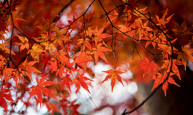 Japanese Maples banner