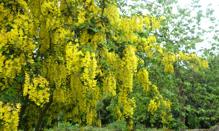 Laburnum golden flowers