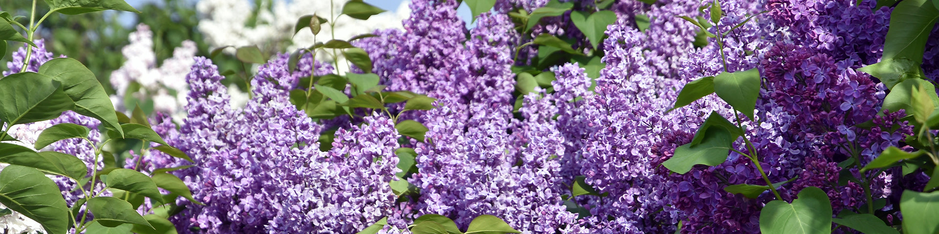 Flowering Lilacs banner