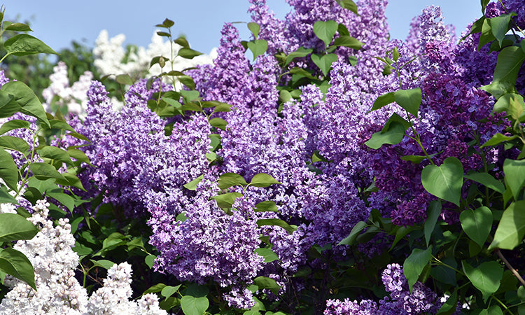Flowering Lilacs