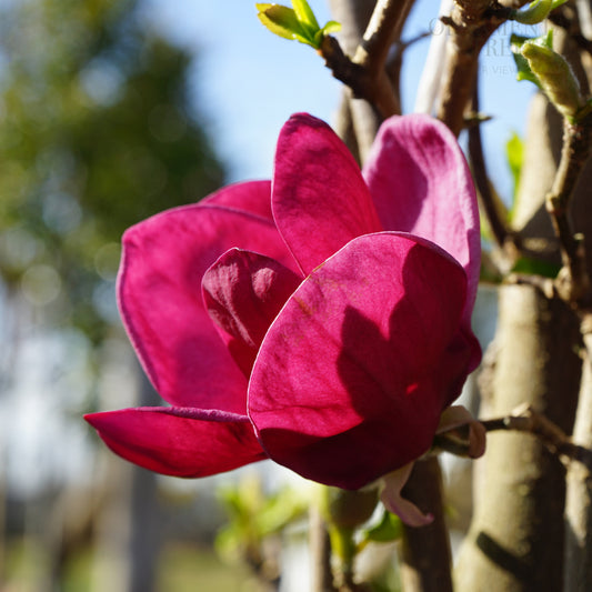 Magnolia Genie Flower