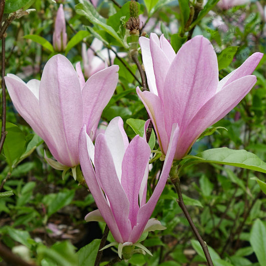 Magnolia 'George Henry Kern'
