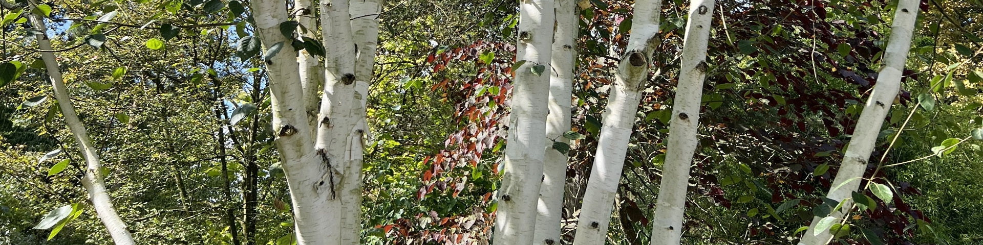 Mature Birch banner