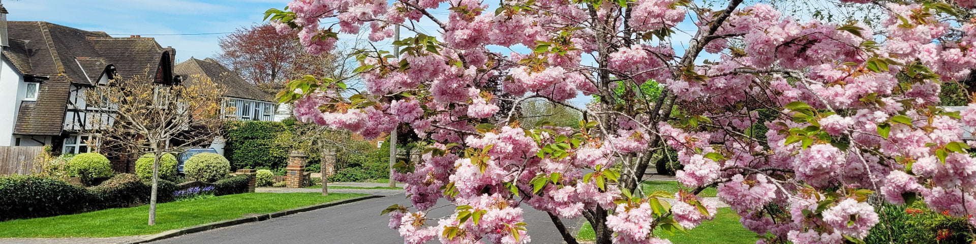 Mature flowering cherry tree in bloom
