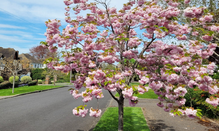 Mature flowering cherry tree in bloom