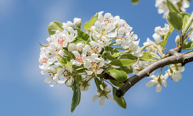 Ornamental Pear flowers