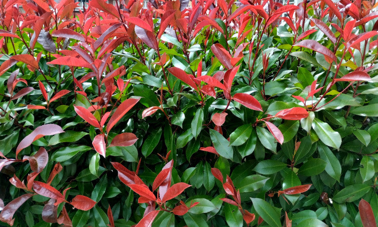 Photinia tree leaves