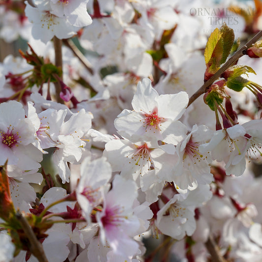 Prunus nipponica kurilensis 'Brilliant' Cherry Blossom