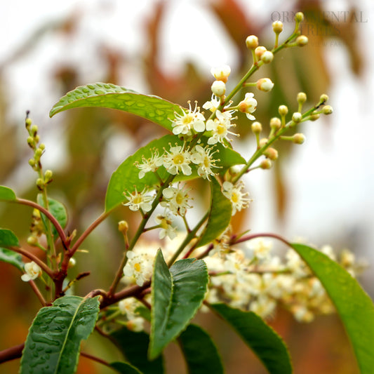 Prunus Lustianica 'Angustifolia'