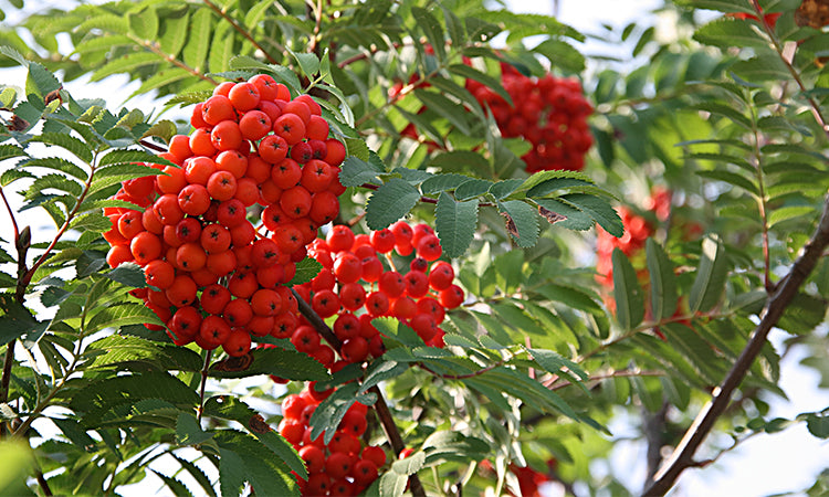 Rowan Mountain Ash tree with red berries