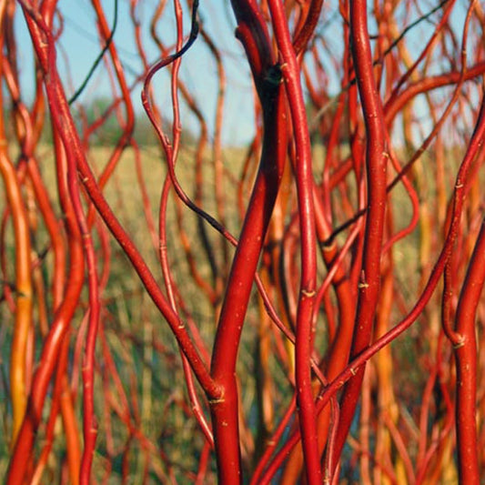Salix 'Erythroflexuosa' Twisted Willow