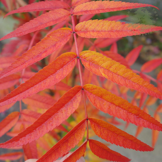Sorbus 'Olympic Flame' Rowan tree