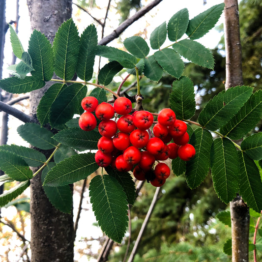 Sorbus Sheerwater Seedling Berries
